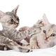 Illustration for article titled Ladies Be Catfighting in the Office